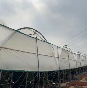 Quality 10000 Sqm Easy Connected Tunnel Cgreenhoue Plastic Poly Film Growing Strawberry Bluberry Berry Fruits wholesale