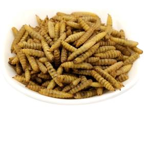 Quality Crispy Black Soldier Fly Larvae Dried Protein Ingredient wholesale