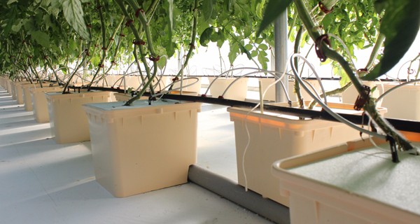 Industrial Greenhouse Hydroponic Vegetable Growing System with 11 liters Volume