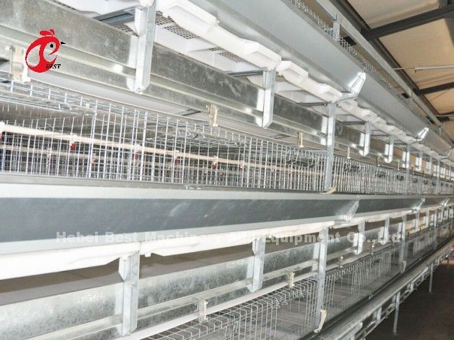 Stable A Or H Type Meat Broiler Cage System Fully Automatic Chicken Cage Doris Shi