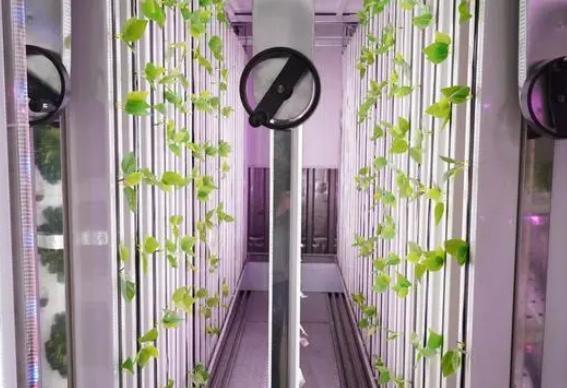 Juxiang Leafy Vegetable Container House