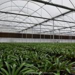 Hot Dip Galvanized Steel Tube Frame Multi Span Agricultural Greenhouse