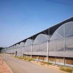 Seedling Cultivation Juxiang Hydroponic Farm Film Greenhouse with Customized