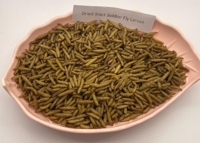 B2B Buyers Delight Nutritious Black Soldier Fly Meal from