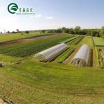 Large Hydroponic Galvanized Steel Pipe For Film Greenhouses in Double or Single
