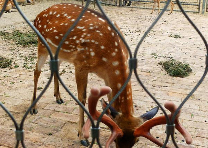 Professional Custom Zoo Wire Mesh Ferrule Type Animal Enclosure Mesh
