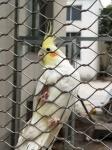 Stainless Steel 304/316 Aviary Mesh Small hole flyproof Parrot Cage house fence