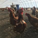 PE Film Passive Solar Powered Greenhouse With Winter Heating System