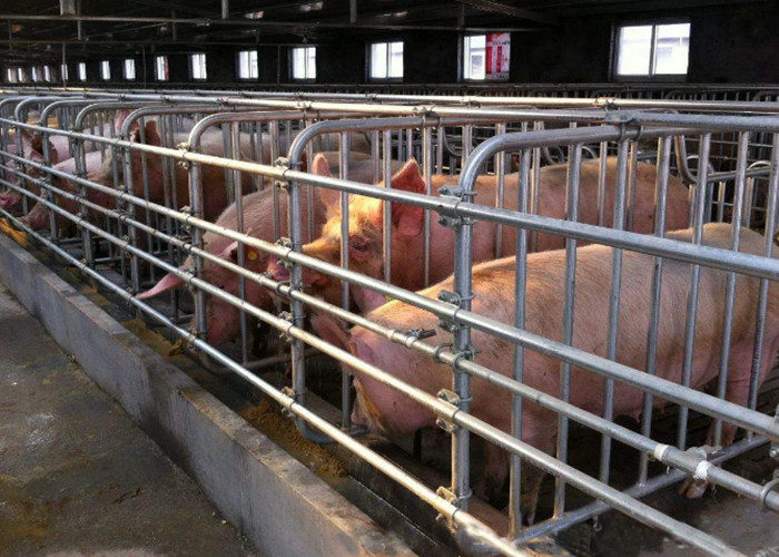 Silver Color Pig Gestation Crates Hog Gestation Stalls Livestock Equipment