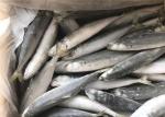 Small Eye Horse Mackerel 500g 1000g Frozen Fishing Bait