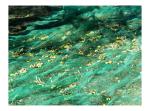 HDPE Olive Fruits Collection Net