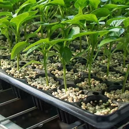 Flexibility Deep 128 Cell Plug Tray Breaking Resistant For Greenhouse And Vegetables