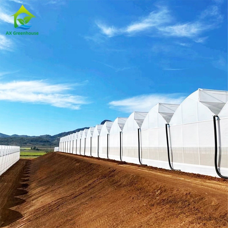 Film Covered Multi-span Tomato Greenhouse with Sawtooth Top Ventilation and Irrigation System