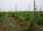 Plantations Vine Grape Trellis Posts , Grape Metal Post Stakes 0.45m -3.0m