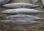 1.8kg Seafrozen Katsuwonus Pelamis Skipjack Tuna Fish