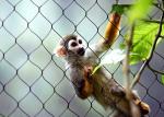 Soft Flexible 80x80mm Stainless Steel Rope Mesh At Animal Enclosure Zoo Fence