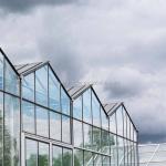 4.0m-6.0m Gutter Height Commercial Glass Greenhouse for Vegetable Flower