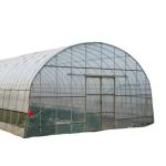 Single-Span Agricultural Greenhouses with Film Cover The Perfect Growing