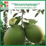 China Best Quality Pinghe Pomelo