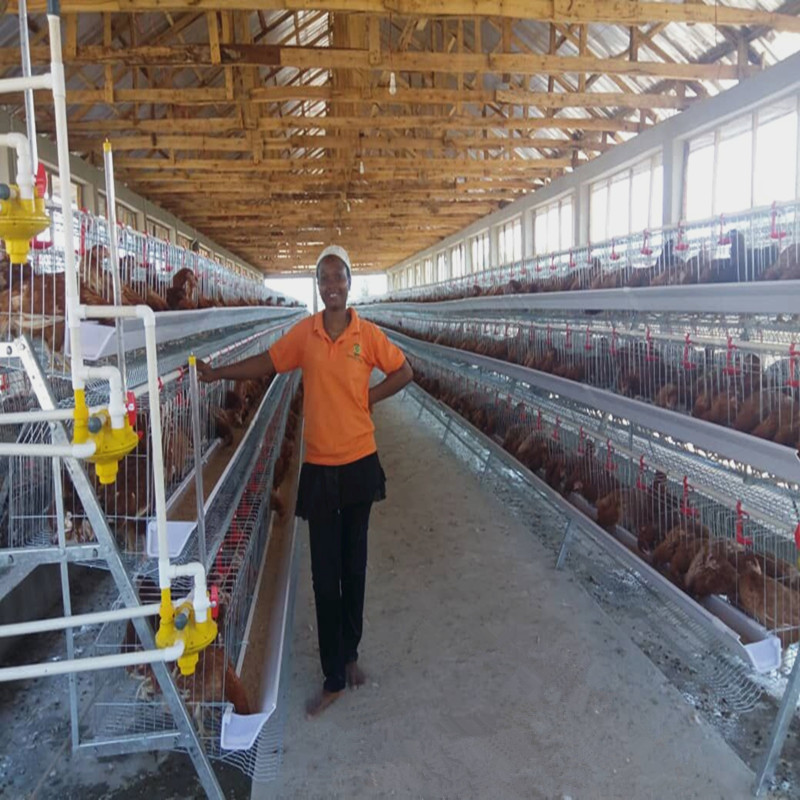 Automatic Layer Poultry Equipment A Type Battery Egg Layer Chicken Wire Cages
