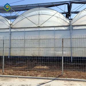 Quality Tomato 0.15mm Polyethylene Film Multi Span Greenhouse wholesale