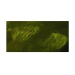 G029 BTXJ-III Acid fluorescence yellow latent blood footprint