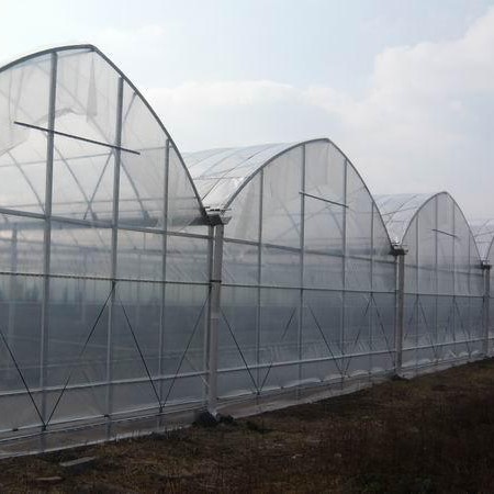 Agricultural Polyethylene Foil Greenhouse Hot Galvanized Steel Structure Multi Span Greenhouse