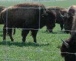 Livestock Galvanized 12 Foot Hinge Joint Field Fence For Aquaculture
