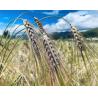 Buy cheap Food Grade Highland Barley Specialized Multi Enzyme Reduce Bitter Peptides from wholesalers