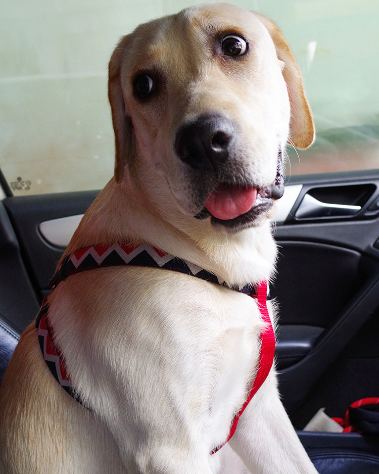 Anti Escape Christmas Dog Vest Harness For Small Dogs Pets Adjustable Puppy Harness