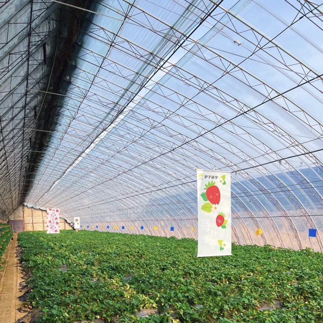 Flower Planting Sparay Irrigation Sunlight Greenhouse