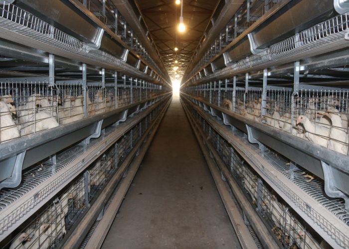 A H Type Layer Chicken Cage System High Rearing Efficiency 15-20 Years Lifespan
