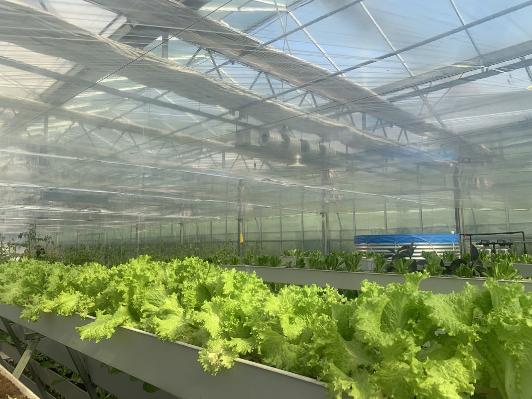 Film Greenhouse Hydroponic Setup for Efficient Farming