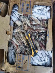 Quality Whole Round Good Color BQF Frozen Indian Squid 100g Down wholesale