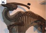 Handmade Museum Dinosaur Skeleton Replica For Outdoor Decoration Warranty 1 Year