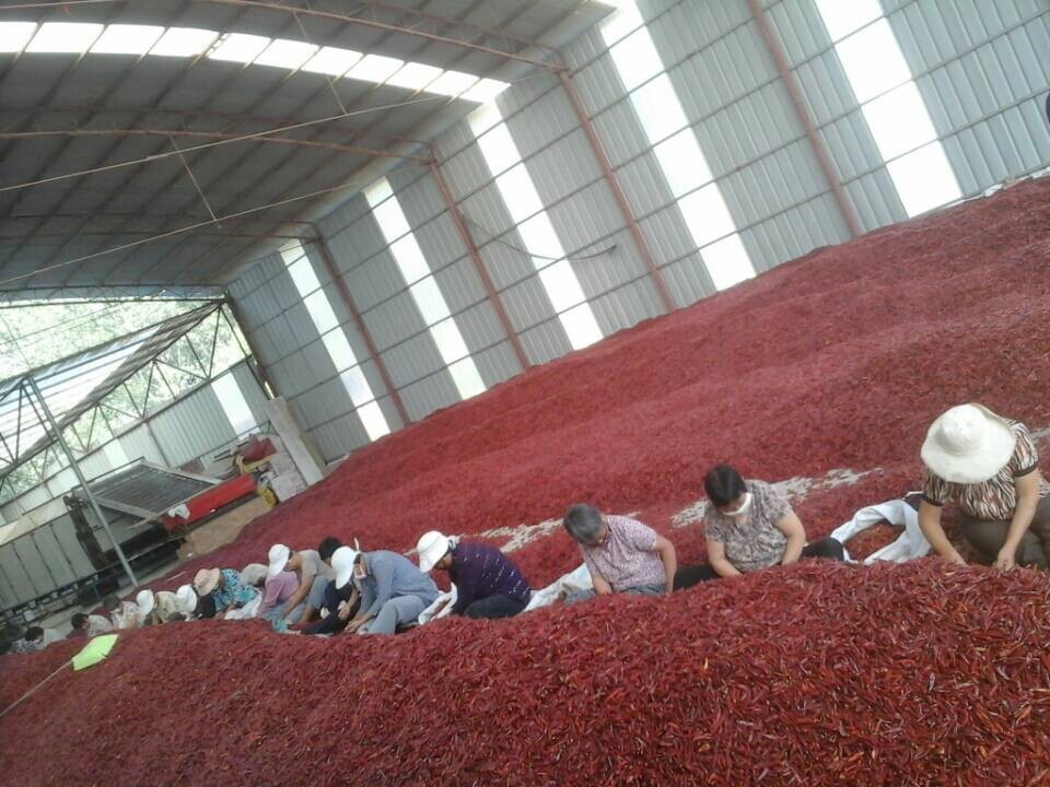 Zero Additive Erjingtiao Dried Chilis Pungent Dehydrated Hot Peppers