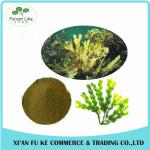 High Quanlity Fucus Vesiculosus Extract Powder