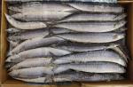 1# BQF Seafrozen Pacific Saury Fish With Bulk Packaging