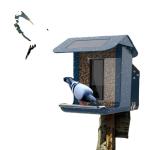 Smart AI Wireless Wildlife Bird Feeder Camera Multi Purpose 1080HD Version