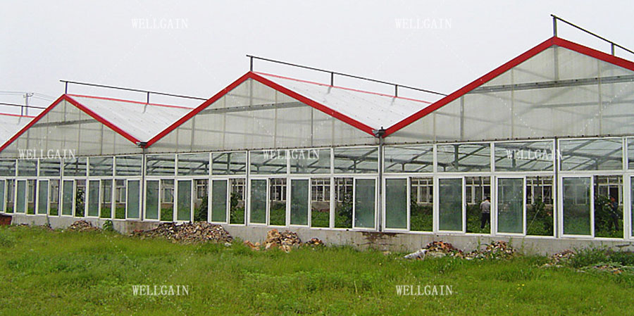 Steel Frame Large Polycarbonate Greenhouse With Precision Climate Control