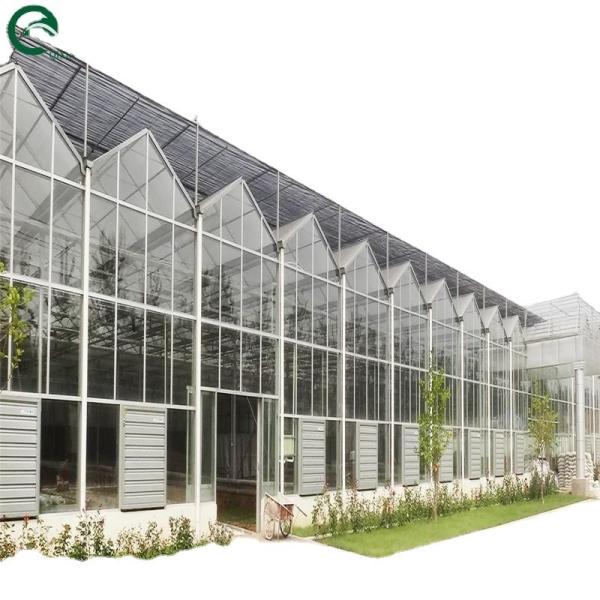 Good Light Permeability Essential for Venlo Glass Greenhouse in Agricultural