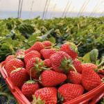 JX-A00172 Tunnel Greenhouse for Commercial Soilless Culture System of Strawberri