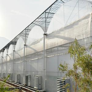 Quality Commercial Plastic Poly Tunnel Multi-span Galvanized Frame Berry Greenhouse wholesale