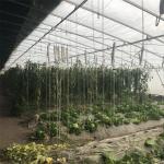 PE Film Passive Solar Powered Greenhouse With Winter Heating System