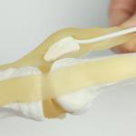 Ligaments & Stand Life Size Display Base Best Medical Tool Clinic Demonstration