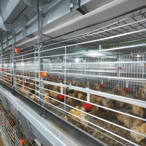 Quality 136 Birds/Set Chick Rearing Cage wholesale