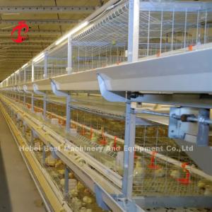 Quality Poultry Farm Automatic Baby Broiler Battery Cage System Rose wholesale