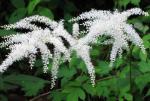 100% natural black cohosh powder black cohosh extract--Cimcifuga racemosa