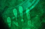 C111 Yellow fluorescent fingerprint powder