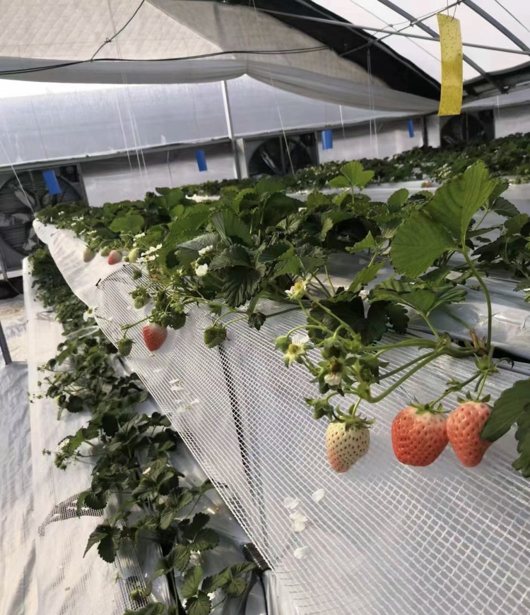 Commercial Greenhouse Poly Film Multi-Span Film Greenhouse for Planting Tomota, Cucumber, Lettuce